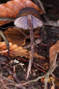 Psilocybe neoxalapensis image