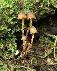 Psilocybe heimii image