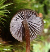 Psilocybe fagicola image