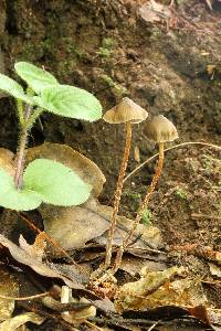 Psilocybe neoxalapensis image
