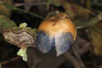 Psilocybe zapotecorum image