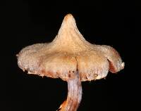 Cortinarius acutus image