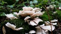 Pleurotus ostreatus image