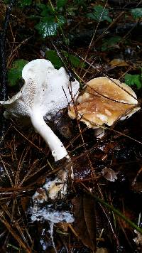 Leucopaxillus gentianeus image