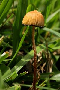 Psilocybe mexicana image