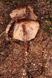 Psilocybe yungensis image