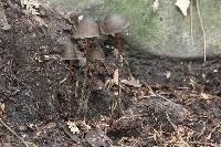 Psilocybe neoxalapensis image