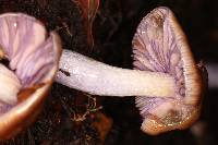 Cortinarius vanduzerensis image