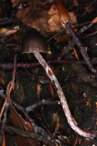 Psilocybe neoxalapensis image