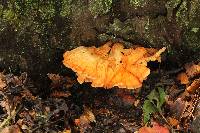 Laetiporus sulphureus image