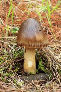 Amanita pachycolea image