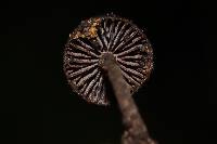 Psilocybe heimii image