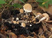 Asterophora lycoperdoides image