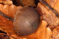 Psilocybe neoxalapensis image