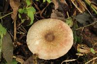 Agaricus xanthodermus image