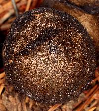 Lycoperdon umbrinum image