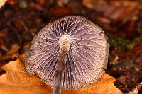Psilocybe neoxalapensis image
