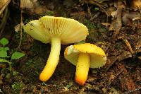 Russula flavida image