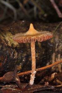 Cortinarius acutus image