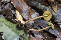 Lepiota trichroma image