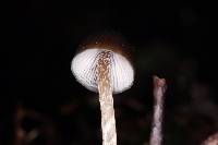 Psilocybe neoxalapensis image