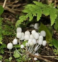 Coprinellus disseminatus image