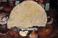 Fomitopsis pinicola image