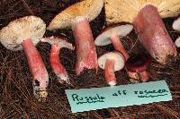 Image of Russula rosea