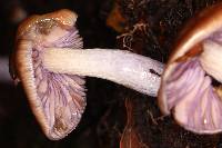 Cortinarius vanduzerensis image