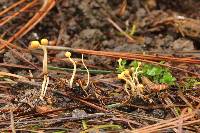 Ophiocordyceps sphecocephala image