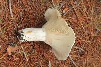 Russula brevipes image