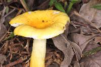 Russula flavida image