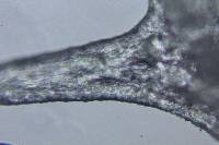Campanophyllum proboscideum image