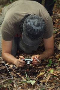 Psilocybe yungensis image