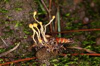 Ophiocordyceps sphecocephala image