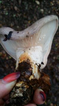 Lactarius argillaceifolius var. megacarpus image