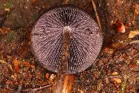 Psilocybe neoxalapensis image