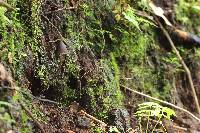 Psilocybe neoxalapensis image