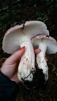 Russula cyanoxantha image