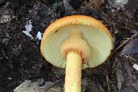 Amanita laurae image