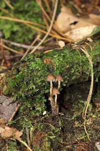 Psilocybe heimii image