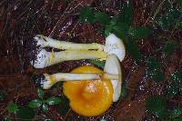 Amanita flavoconia image