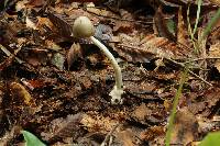 Amanita arocheae image