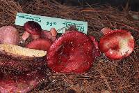 Russula rosea image