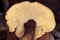 Cantharellus atrolilacinus image