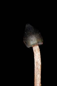 Psilocybe neoxalapensis image