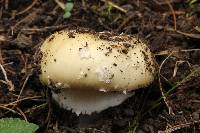 Amanita gemmata image