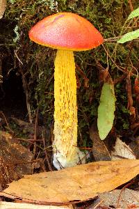 Heimioporus betula image