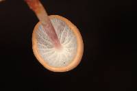 Marasmius cladophyllus image