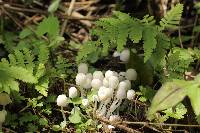 Coprinellus disseminatus image